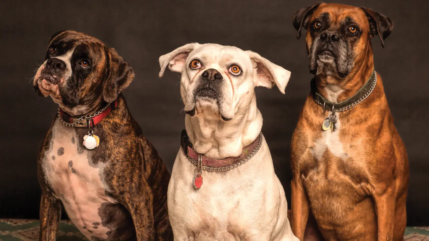 Dogs Rescued from Hoarder in Mississippi 2011