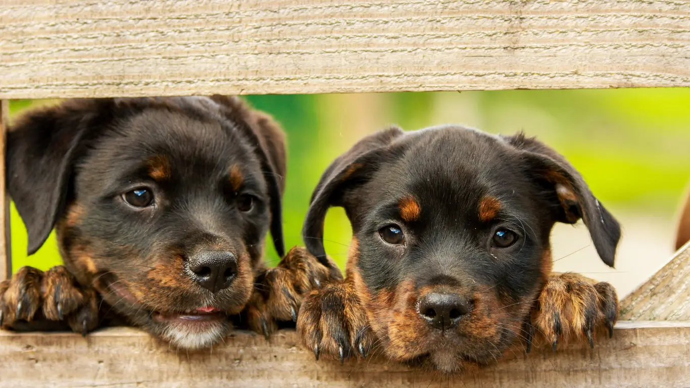 Dogs Rescued from Hoarder in Mississippi 2011